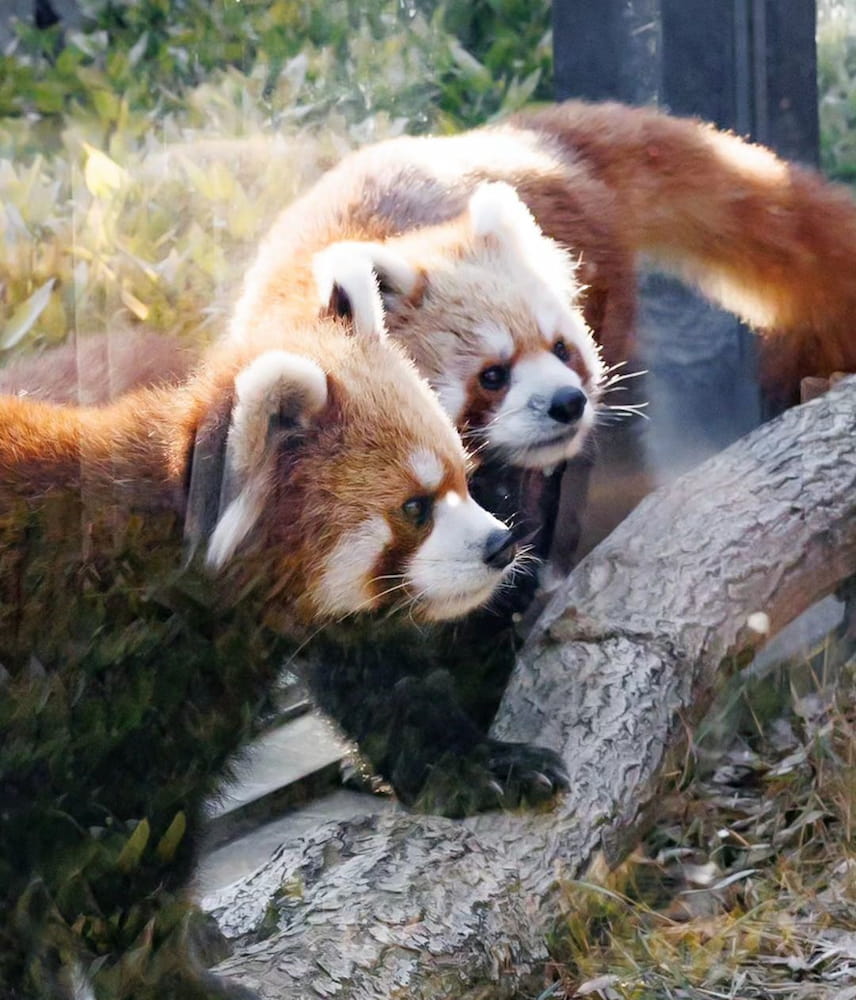 Ueno Zoo