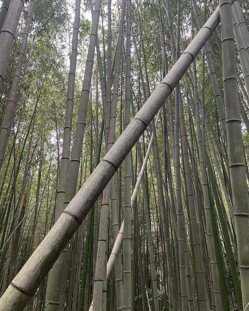 Bambu Ormanı