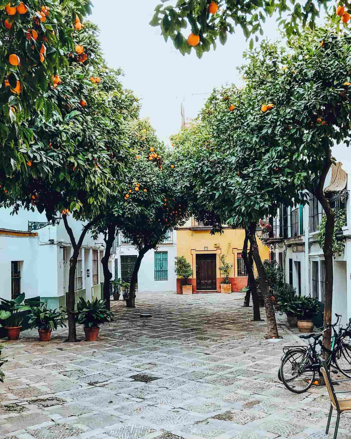 Gader omkranset af appelsintræer, Sevilla, Spanien