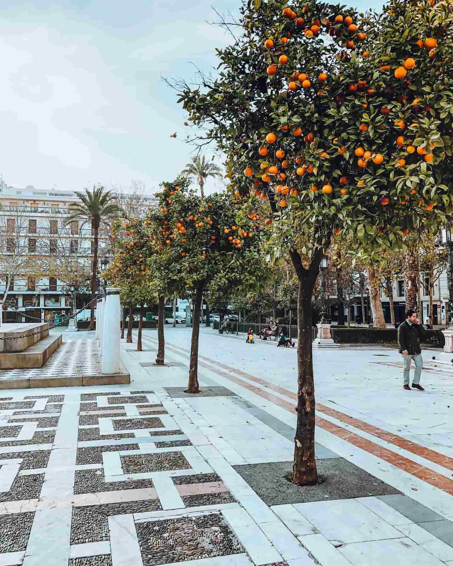 Gader omkranset af appelsintræer, Sevilla, Spanien