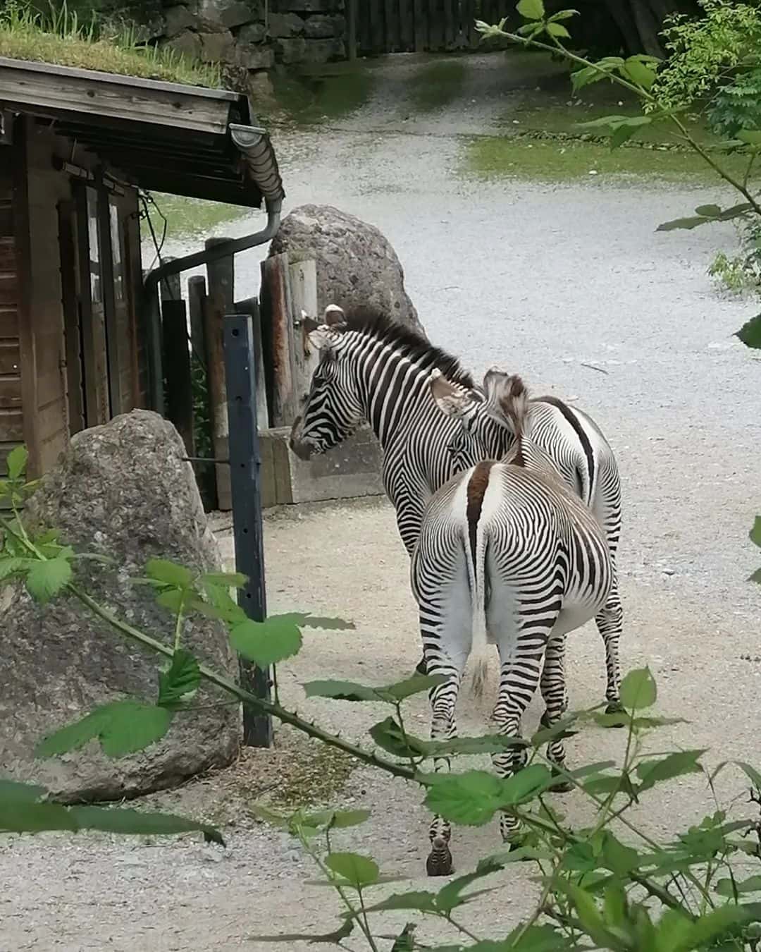 Salzburg Zoo