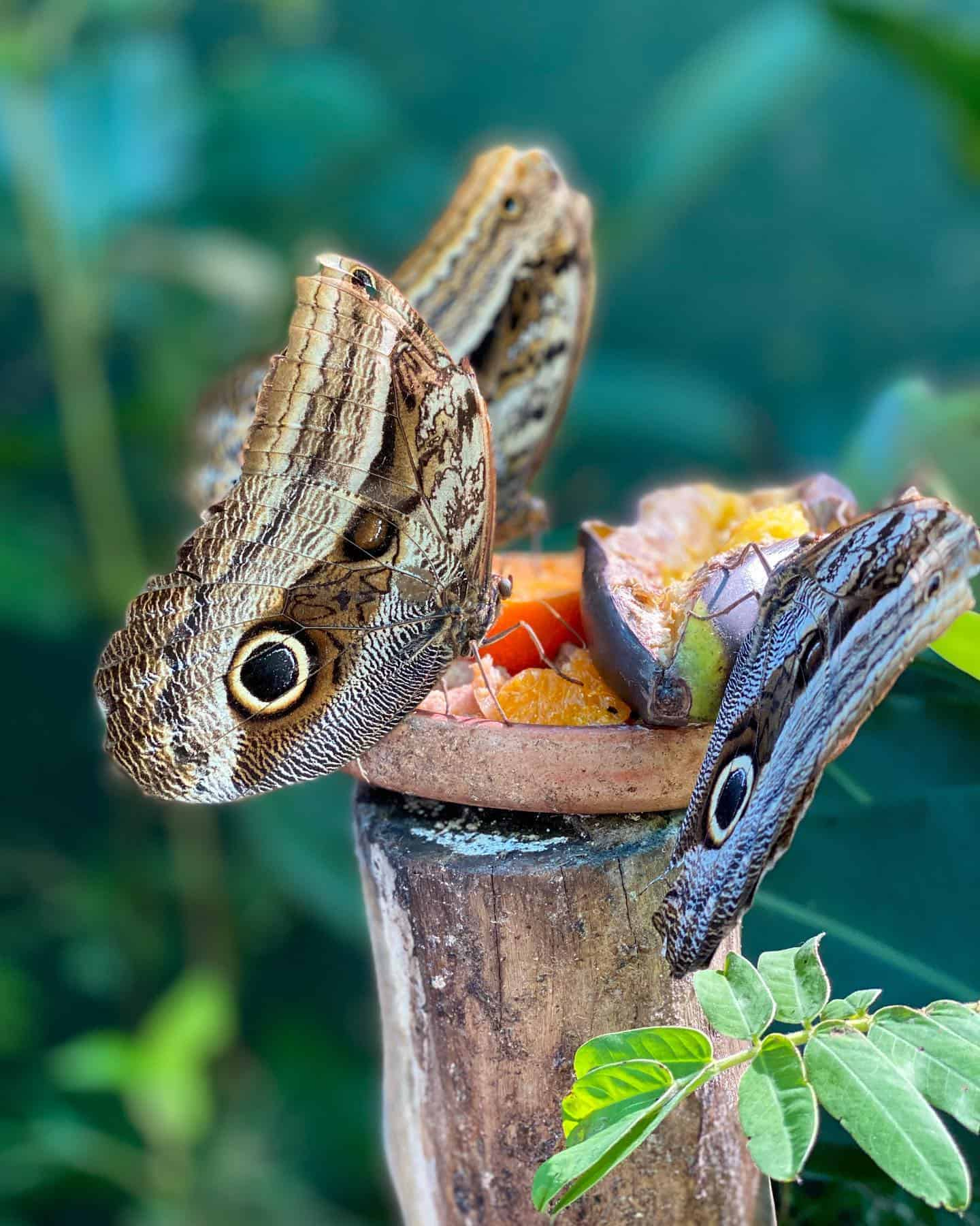 Mariposario de Machu Picchu, Peru