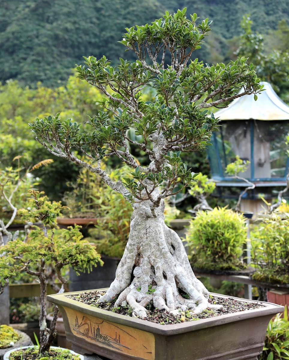 Jardin de bonsais, Salazie
