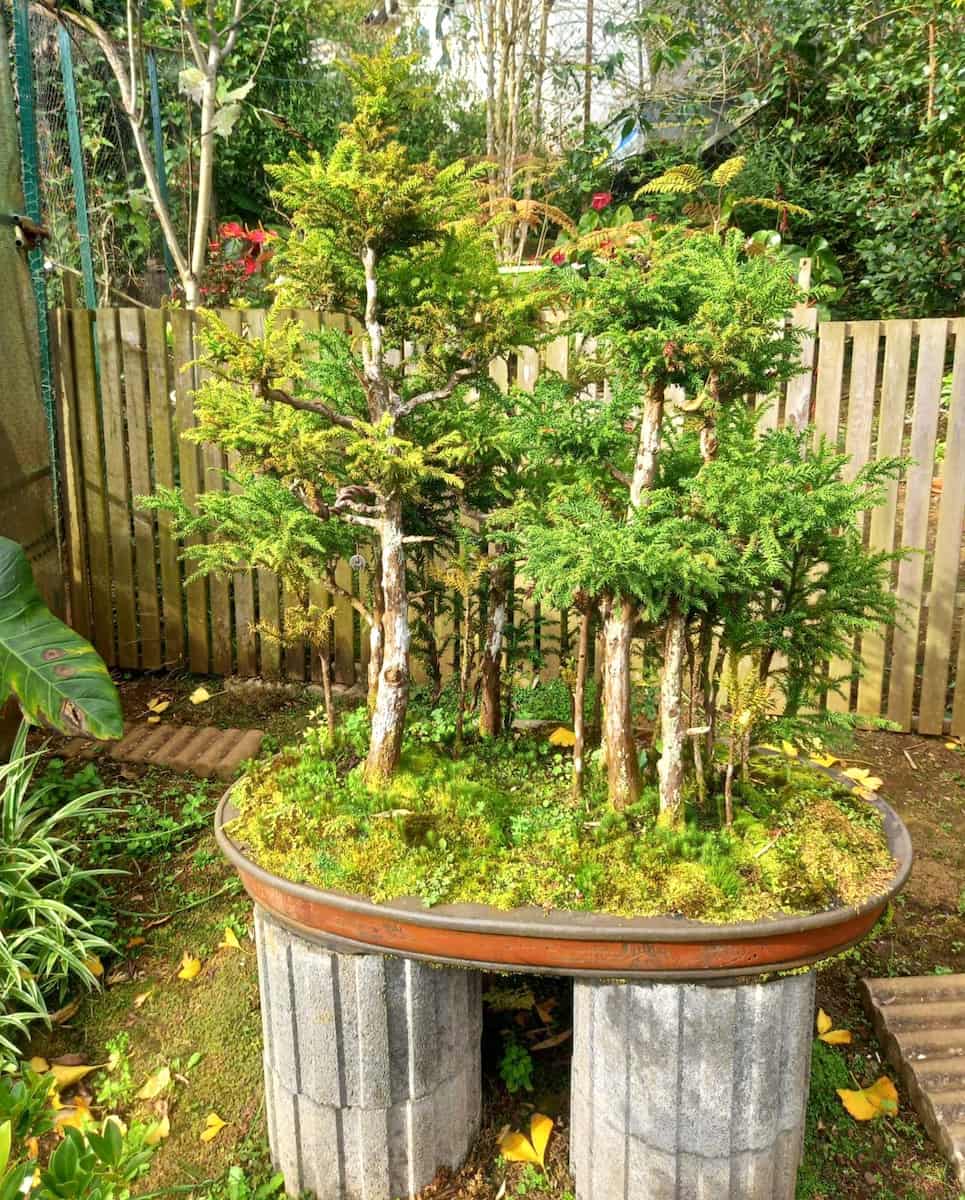 Jardin de bonsais, Salazie