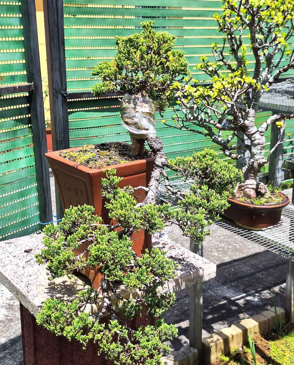 Jardin de bonsais, Salazie