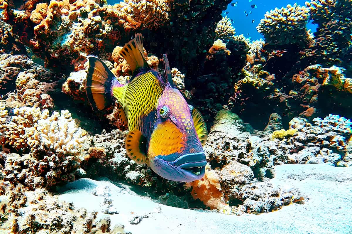 Dive Center, Abu Dabab, Egypt