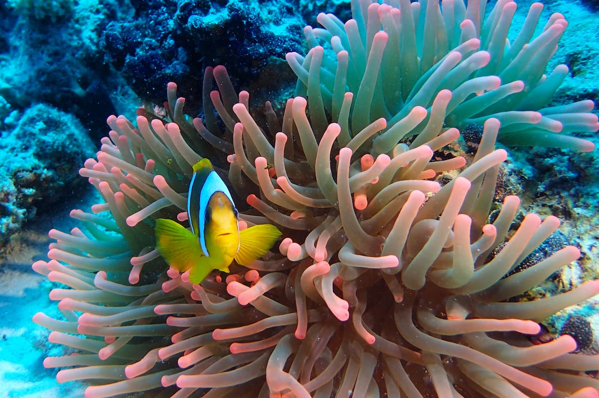 Dive Center, Abu Dabab, Egypt