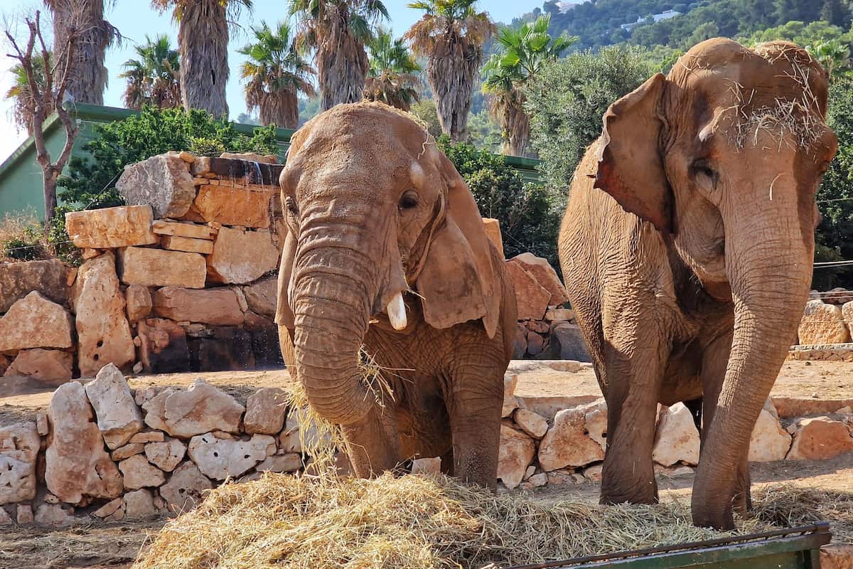 The Zoosafari Fasanolandia, Alberobello
