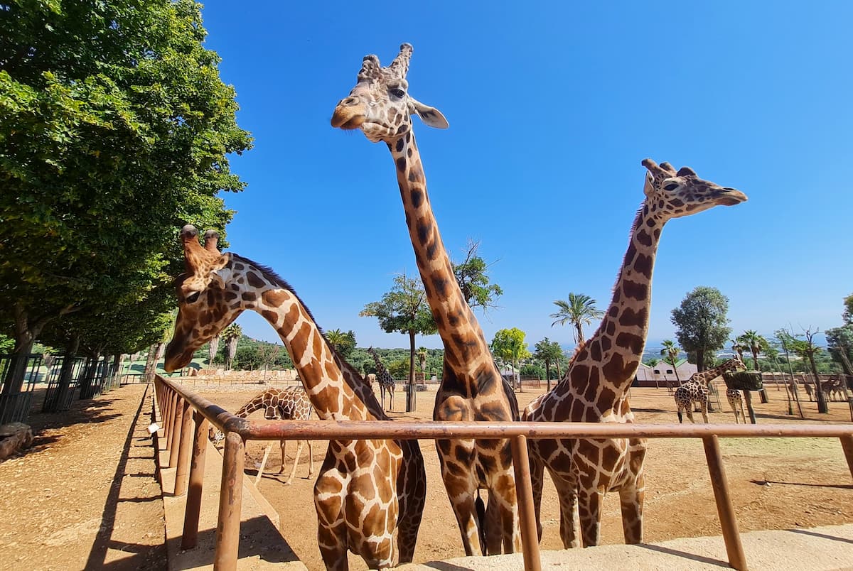 The Zoosafari Fasanolandia, Alberobello