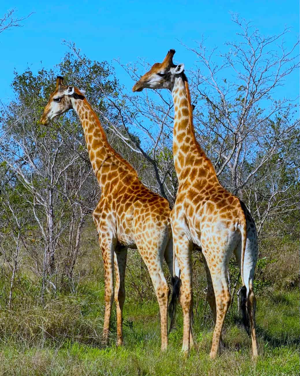 Southern Kruger, South Africa Southern Kruger, South Africa