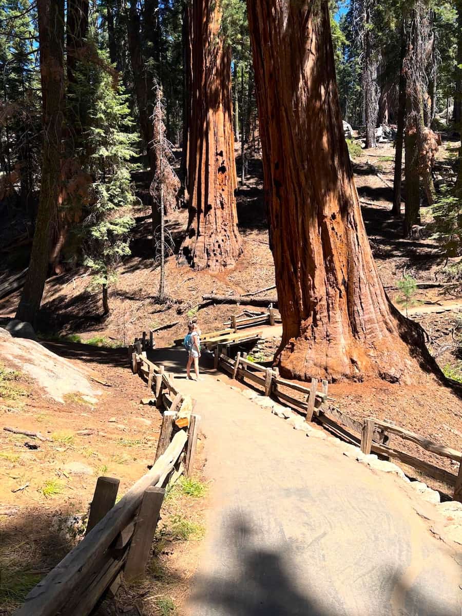 Giant Forest & Lodgepole, Sequoia National Park Giant Forest & Lodgepole, Sequoia National Park