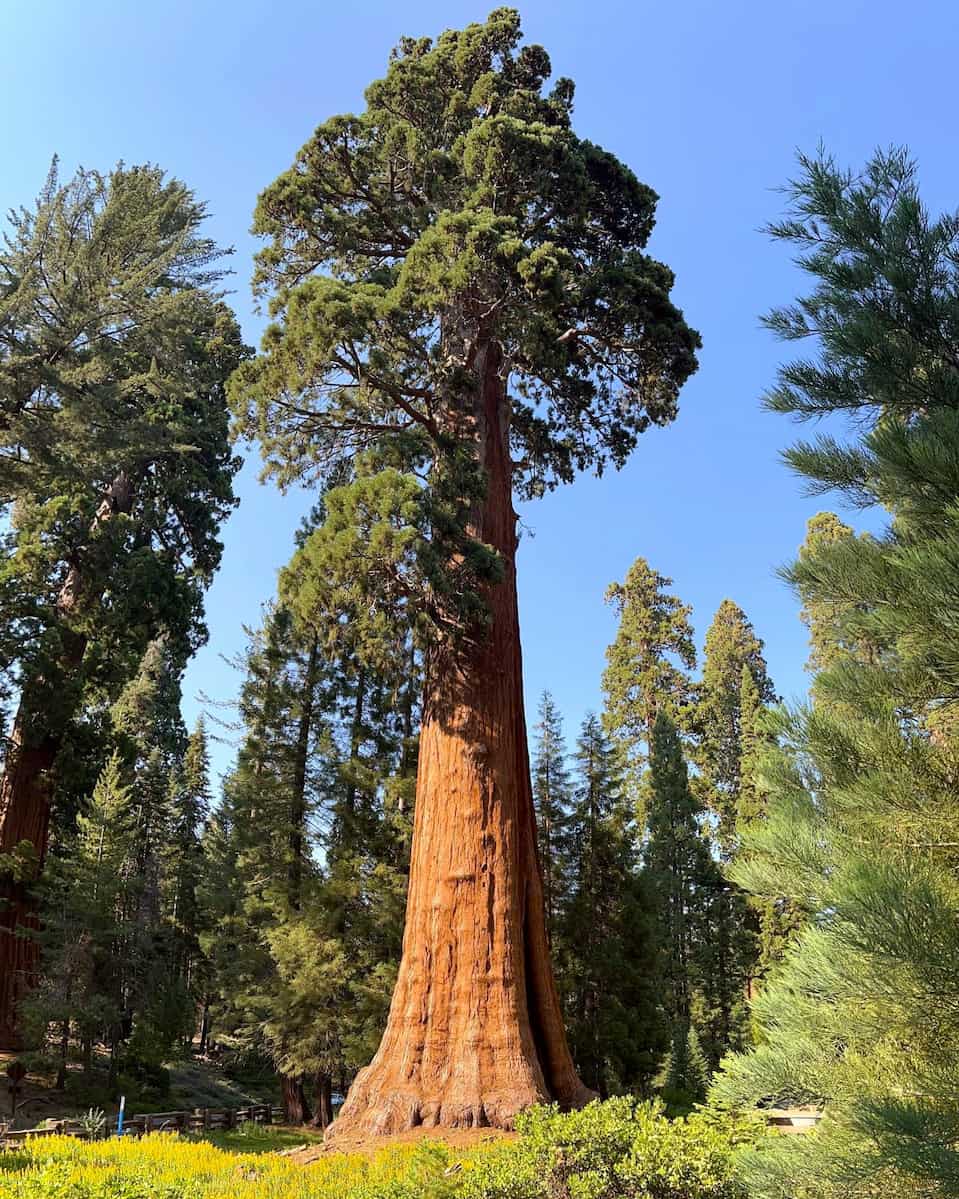 Giant Forest & Lodgepole, Sequoia National Park Giant Forest & Lodgepole, Sequoia National Park