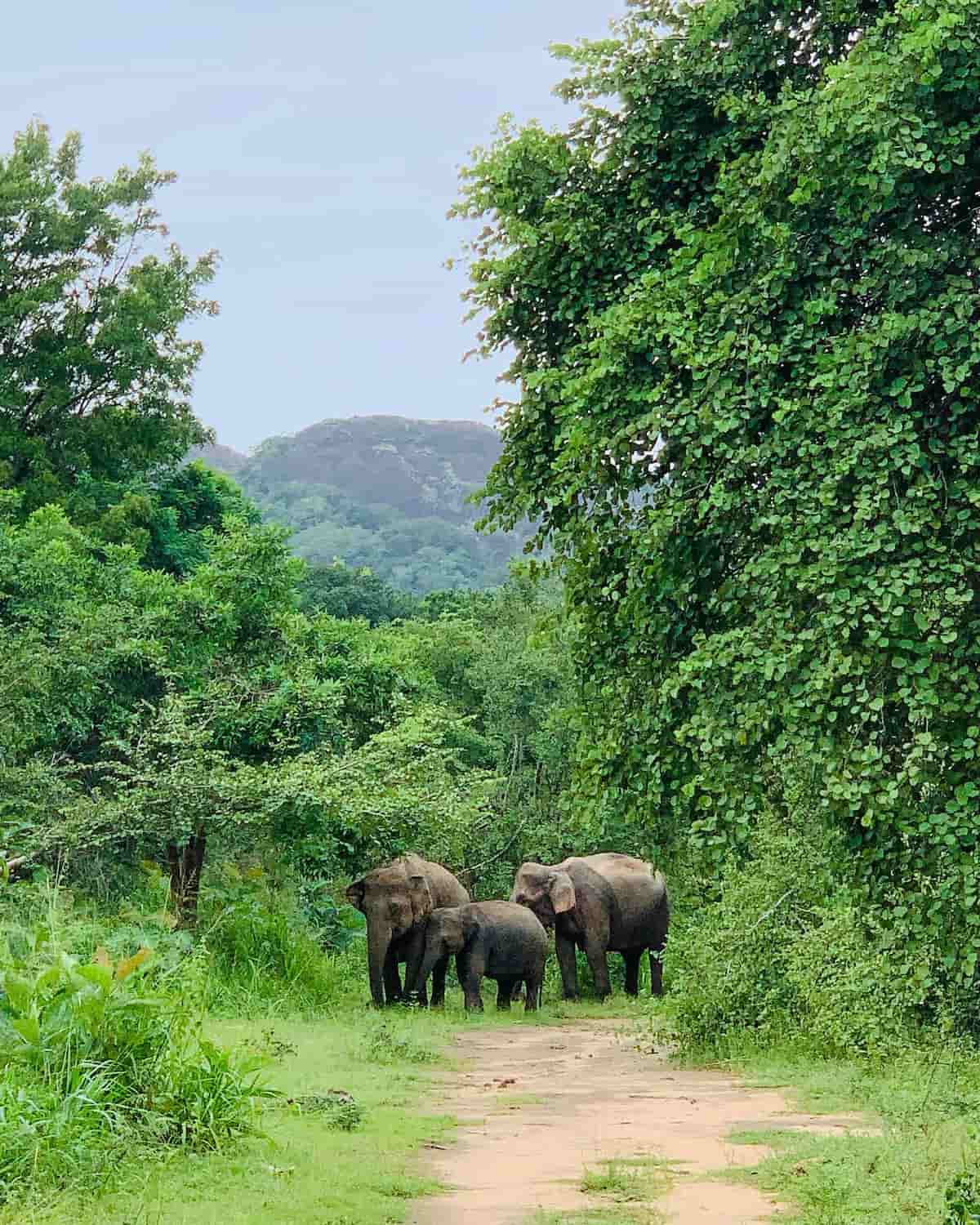 Habarana, Sigiriya Habarana, Sigiriya