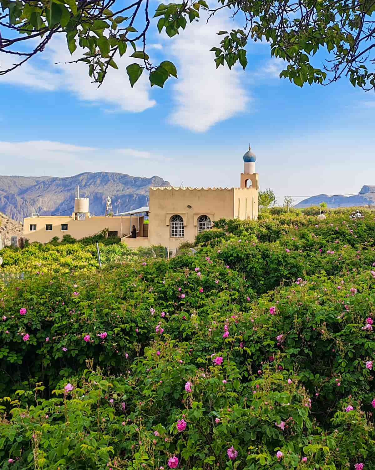 Jebel Akhdar, Oman Jebel Akhdar, Oman