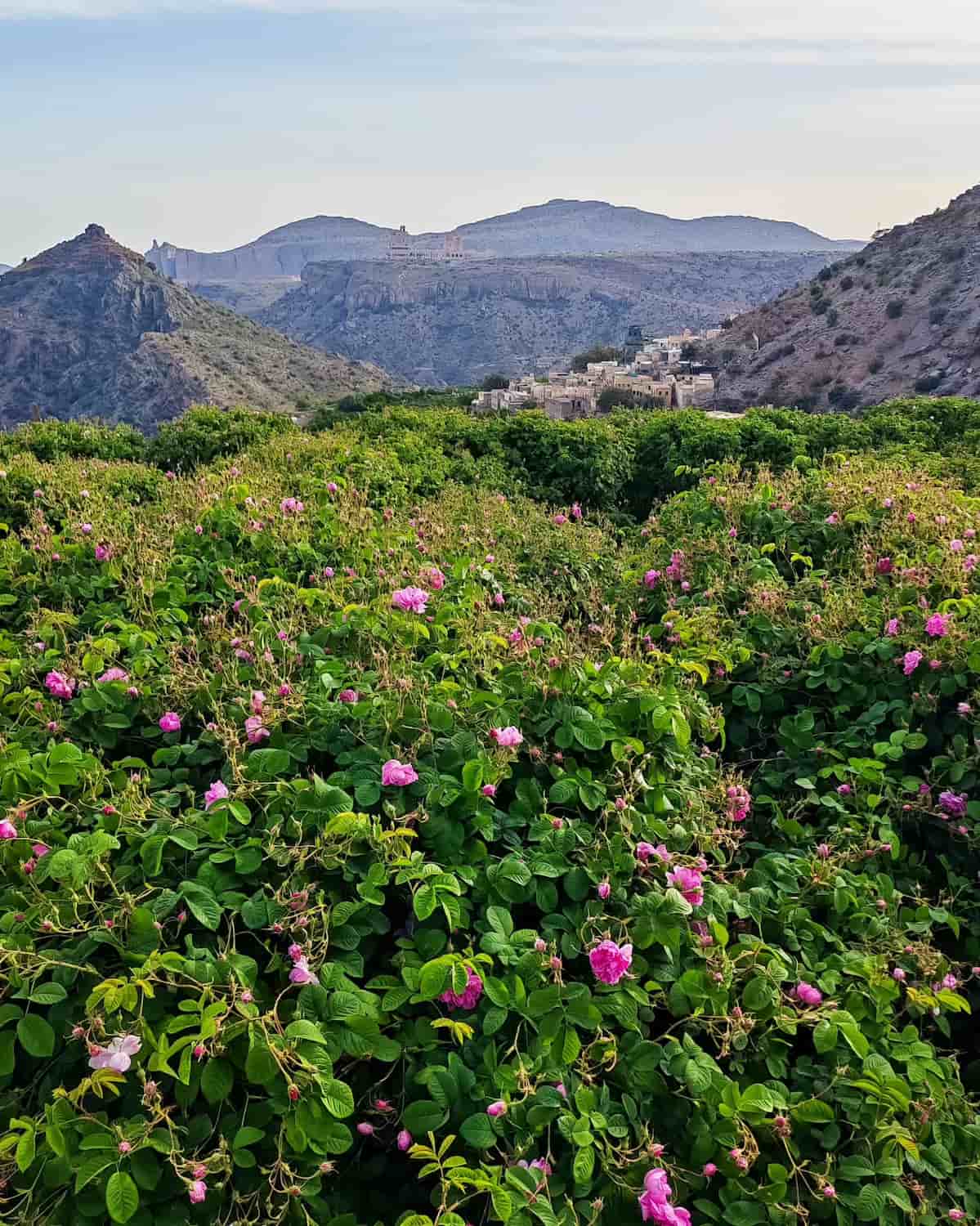 Jebel Akhdar, Oman Jebel Akhdar, Oman