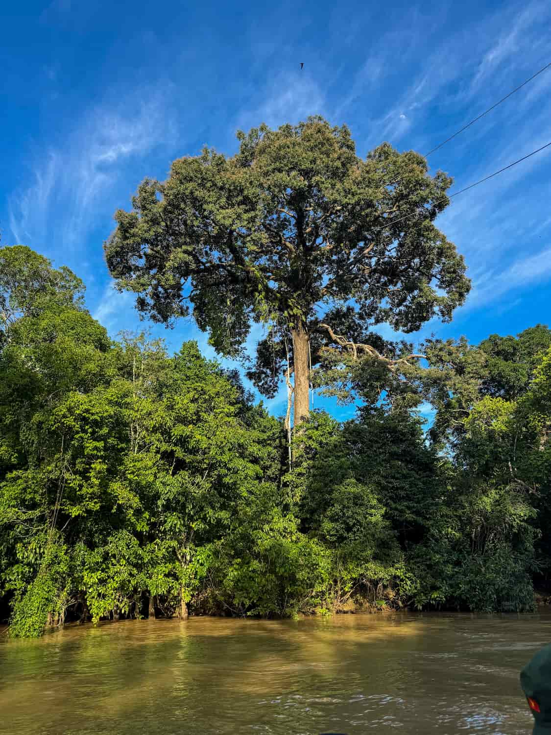 Kinabatangan River, Malaysia Kinabatangan River, Malaysia