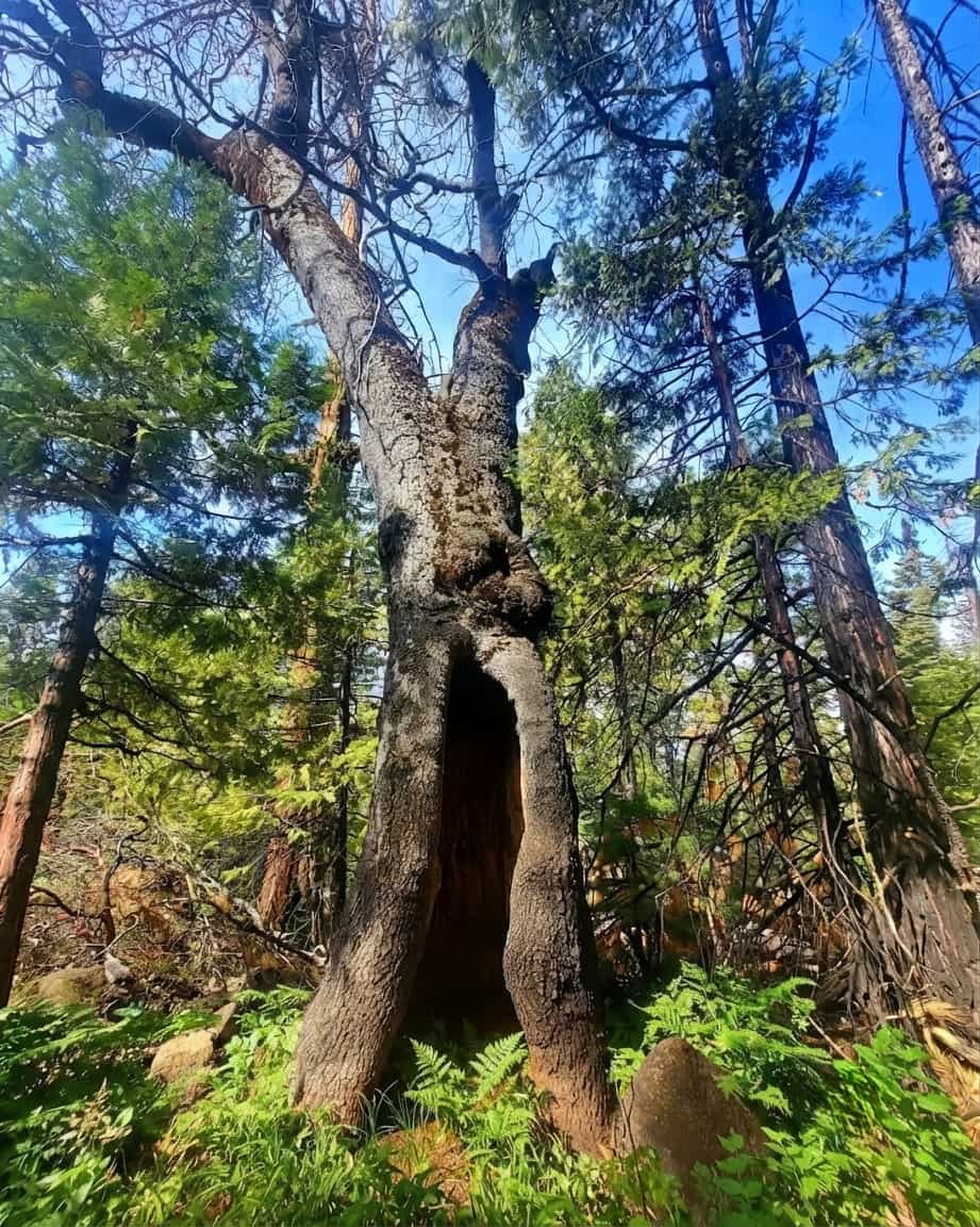 Mariposa, Yosemite Mariposa, Yosemite