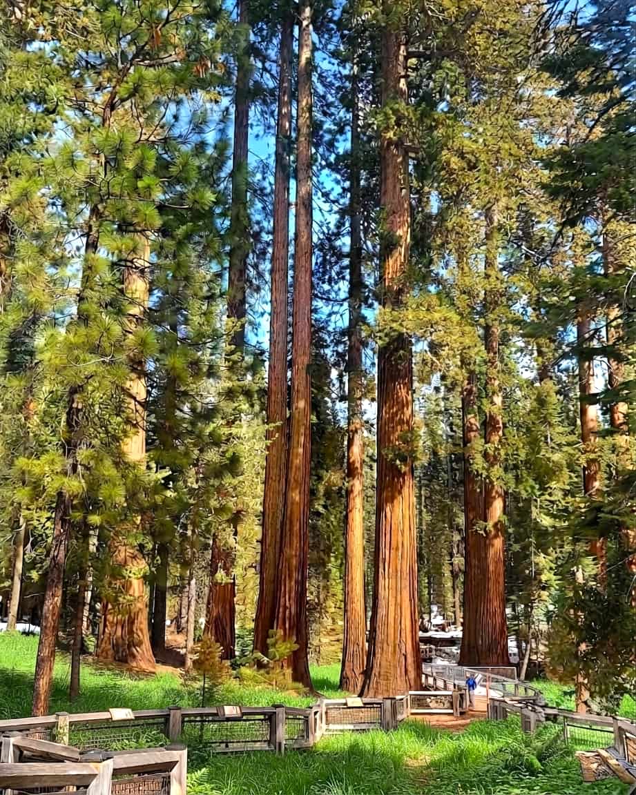 Mariposa, Yosemite Mariposa, Yosemite