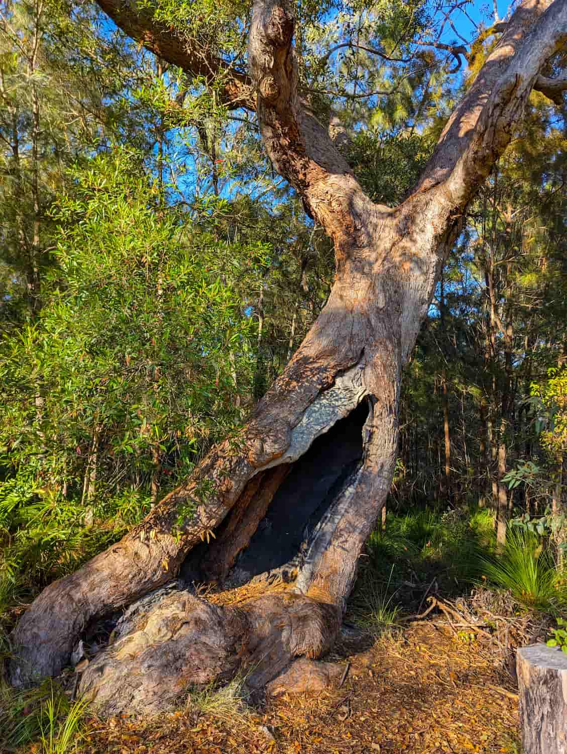 Noosa Hinterlan Noosa Hinterlan