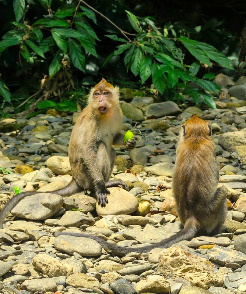 Sok River, Khao Sok Sok River, Khao Sok