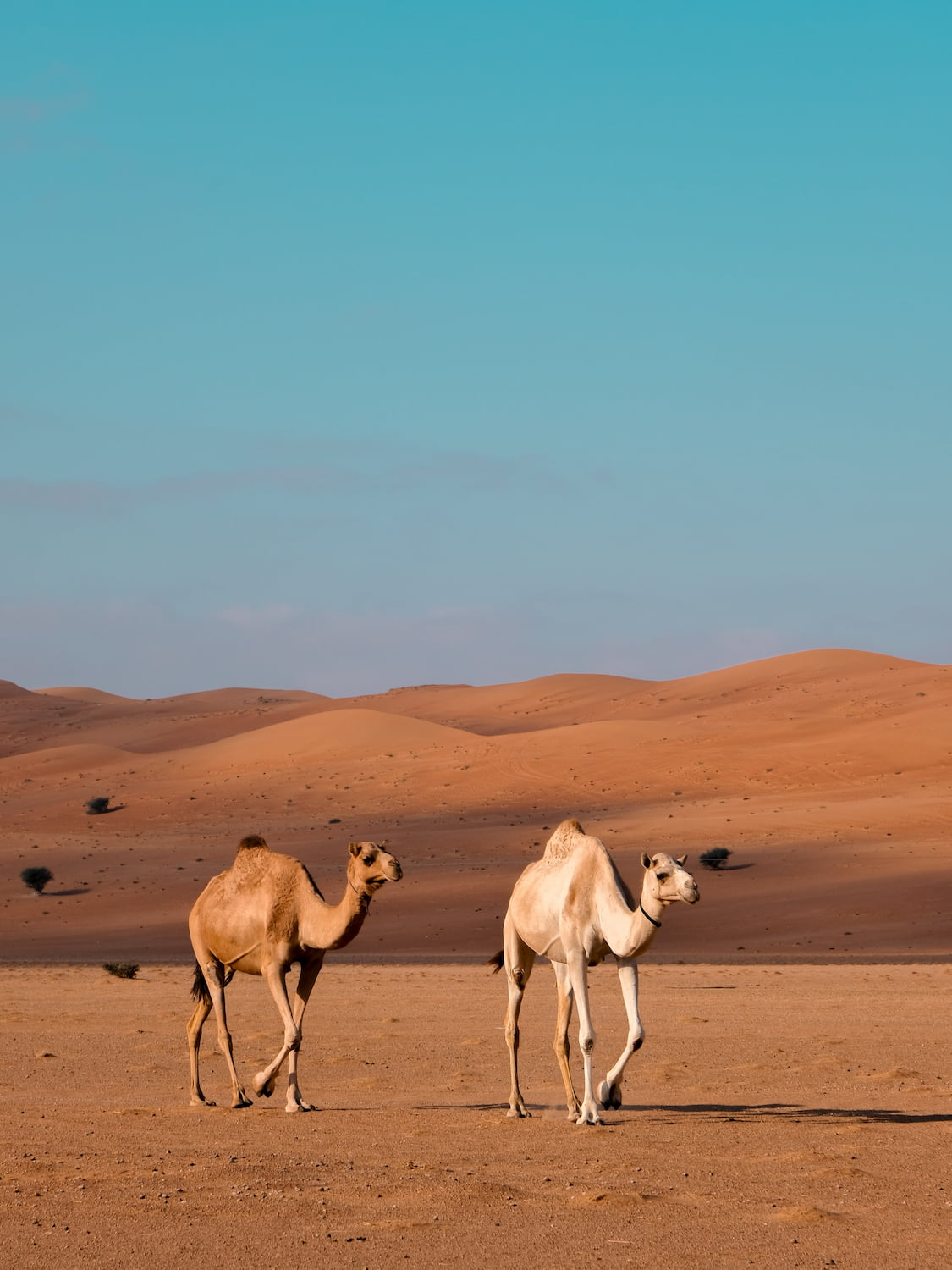 Wahiba Sands, Oman Wahiba Sands, Oman