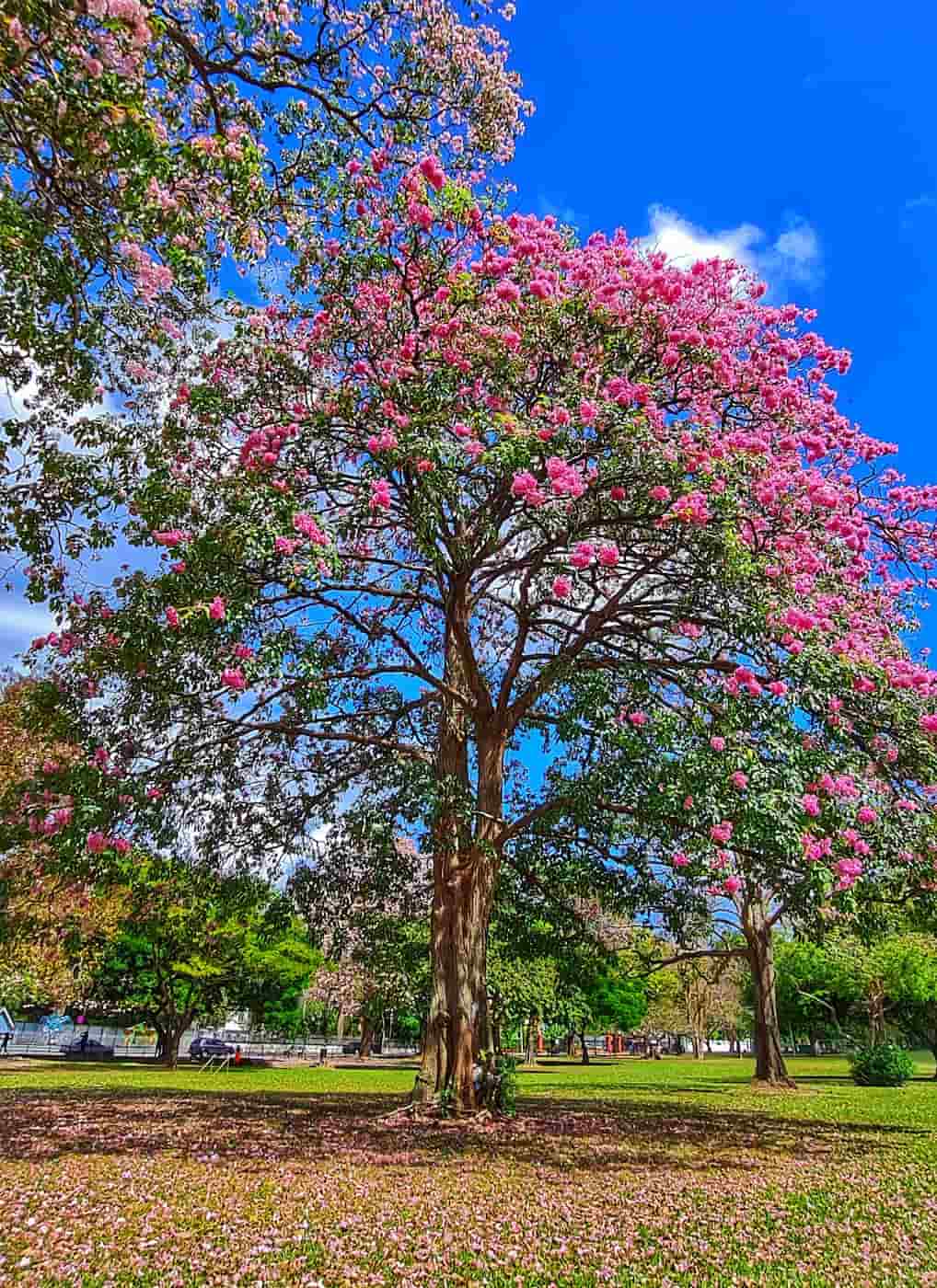 Woodbrook & St. Clair, Trinidad Woodbrook & St. Clair, Trinidad
