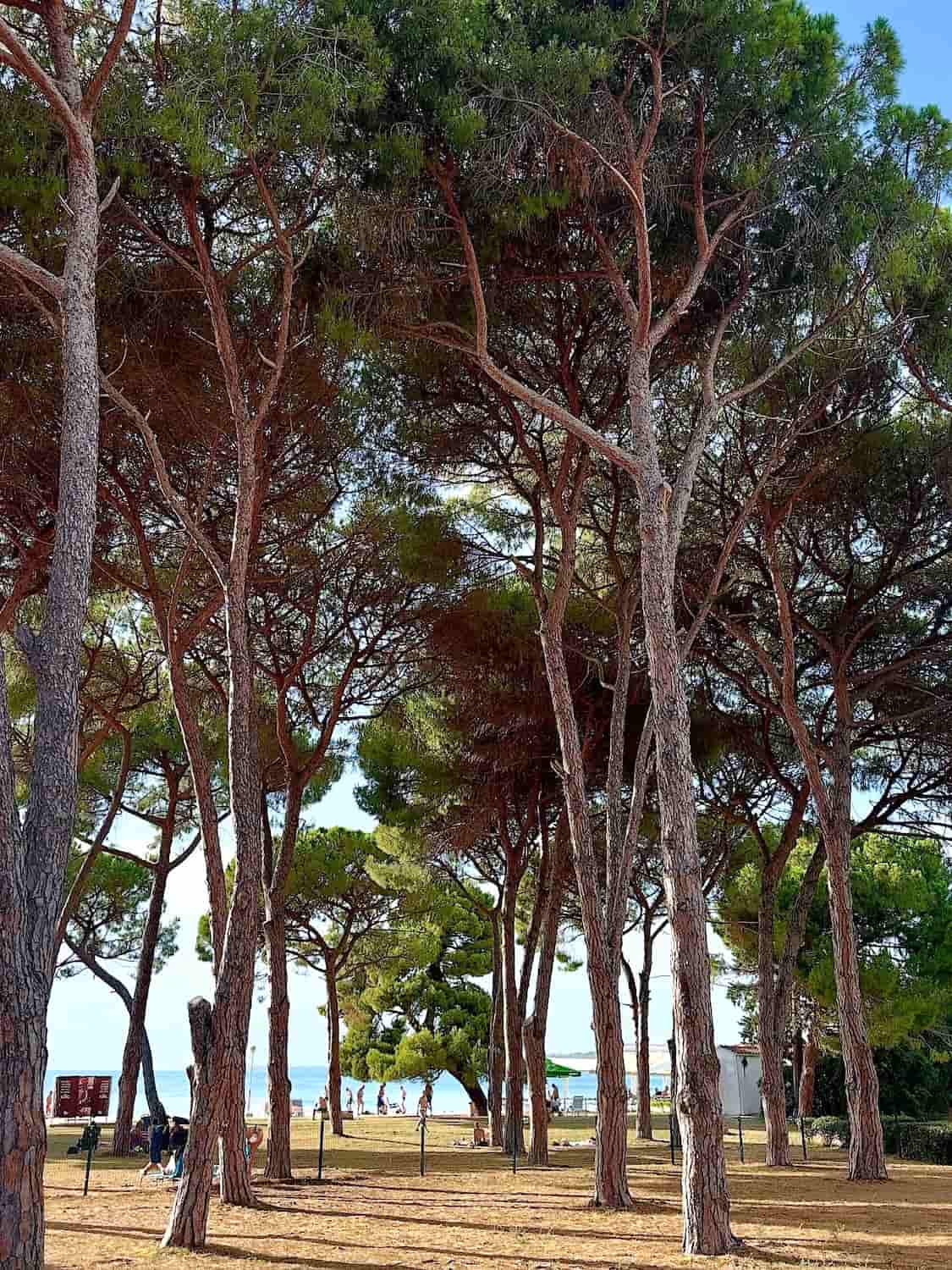 Borik, Rovinj Borik, Rovinj