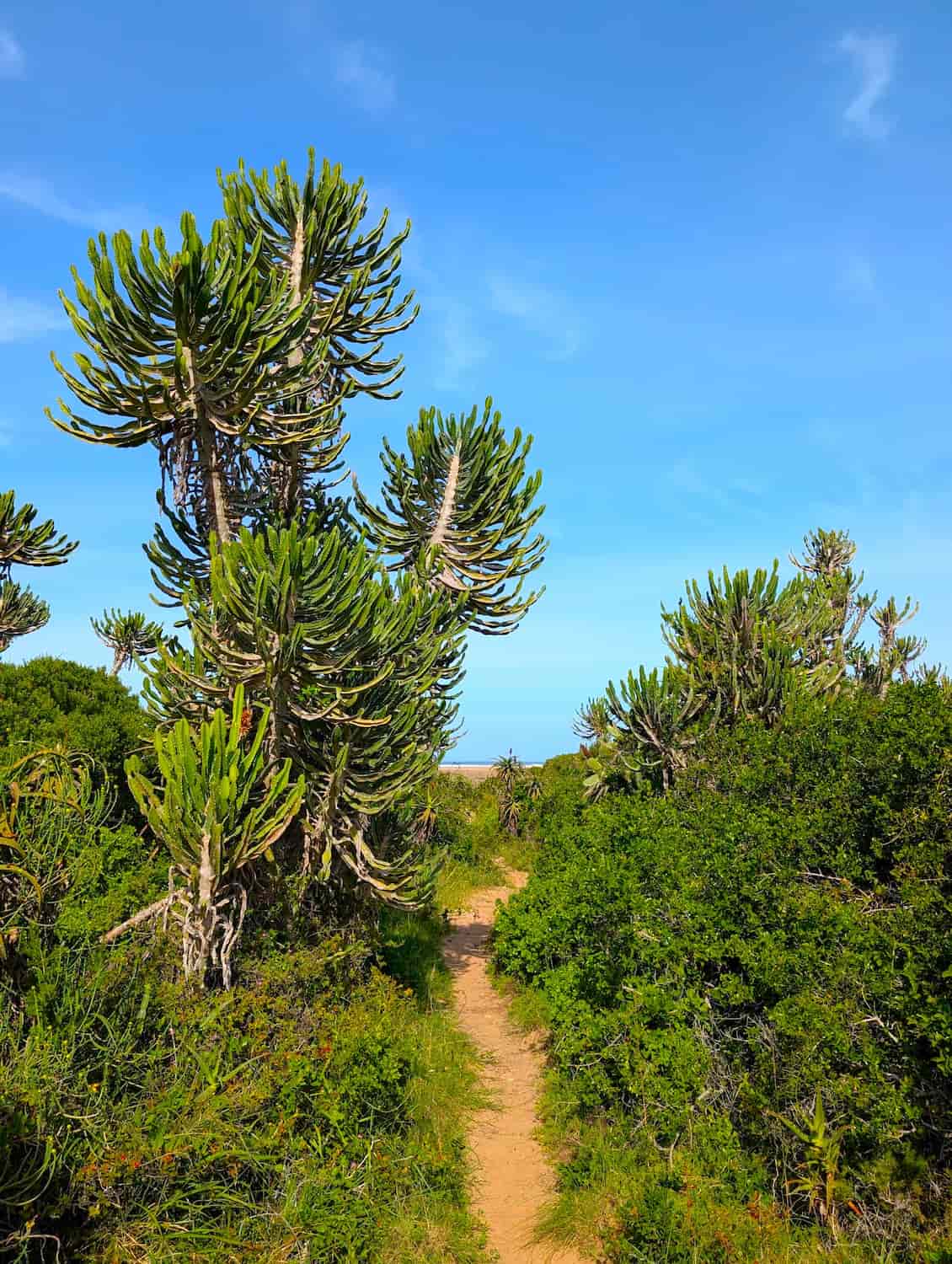 Kabeljous, Jeffreys Bay Kabeljous, Jeffreys Bay