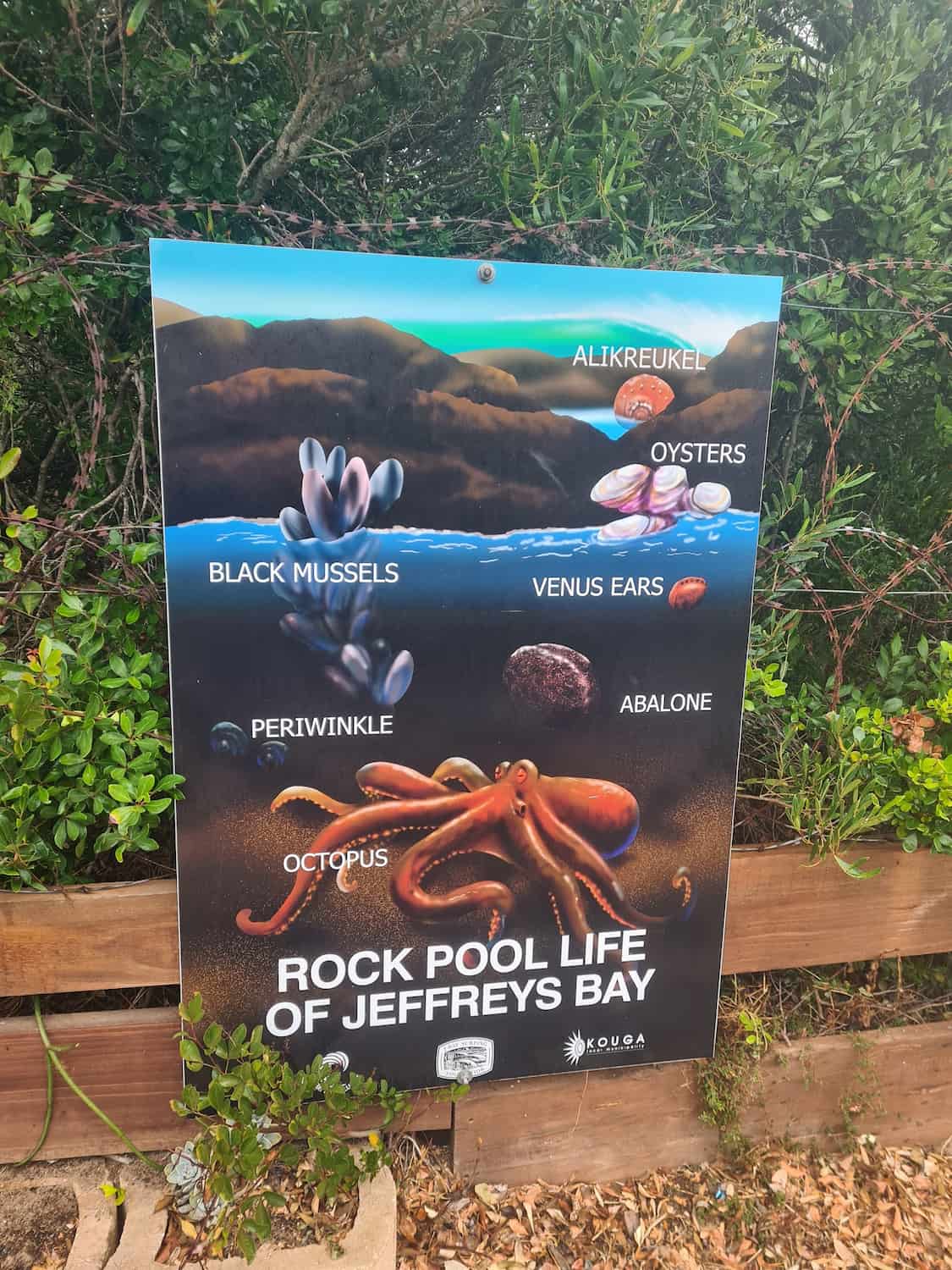 Supertubes, Jeffreys Bay Supertubes, Jeffreys Bay