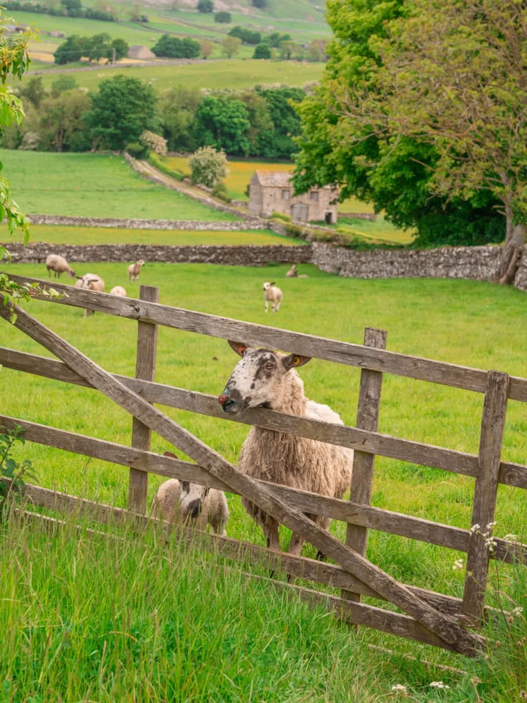 Aysgarth, Yorkshire Dales National Park Aysgarth, Yorkshire Dales National Park