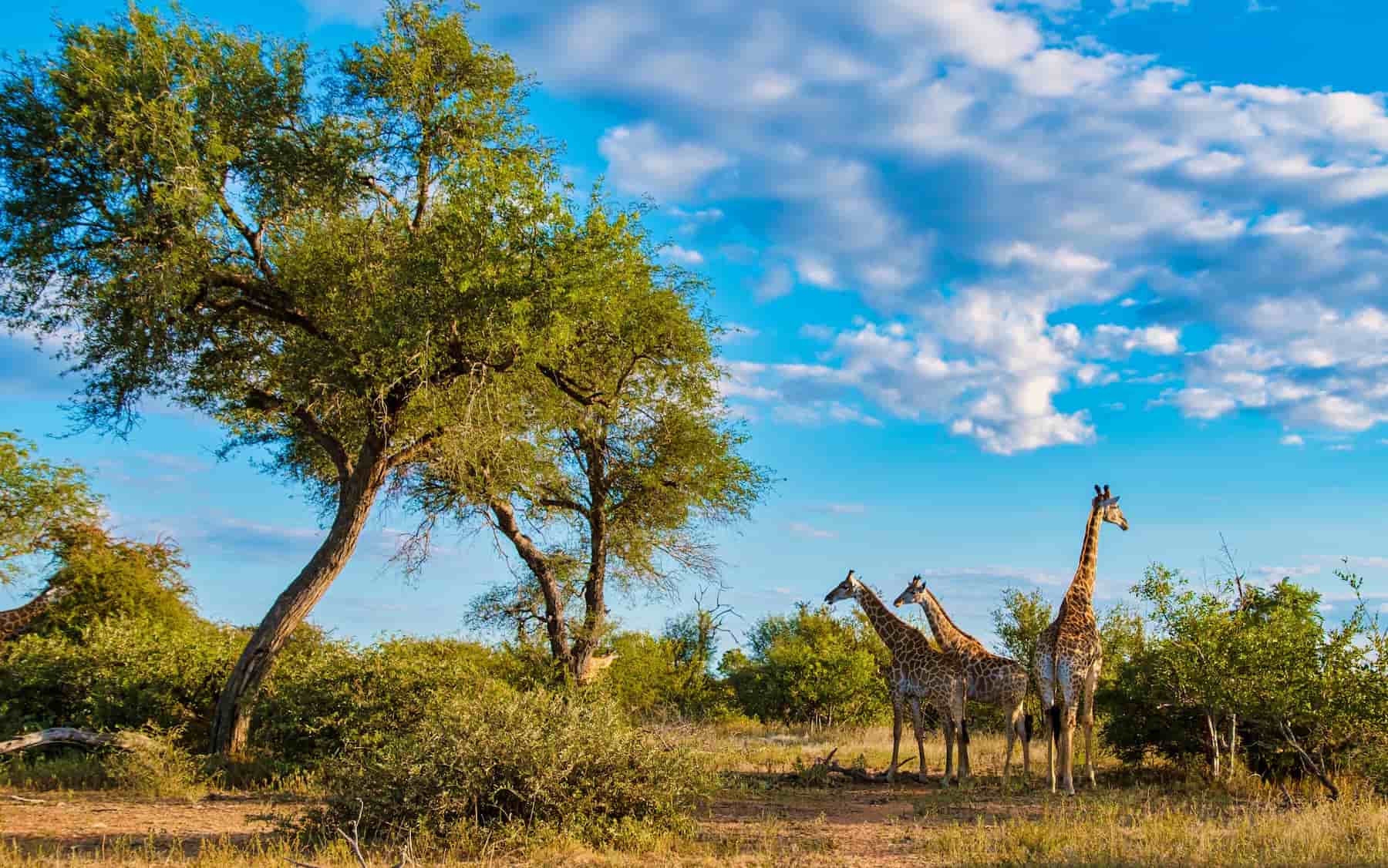 Kruger, South Africa