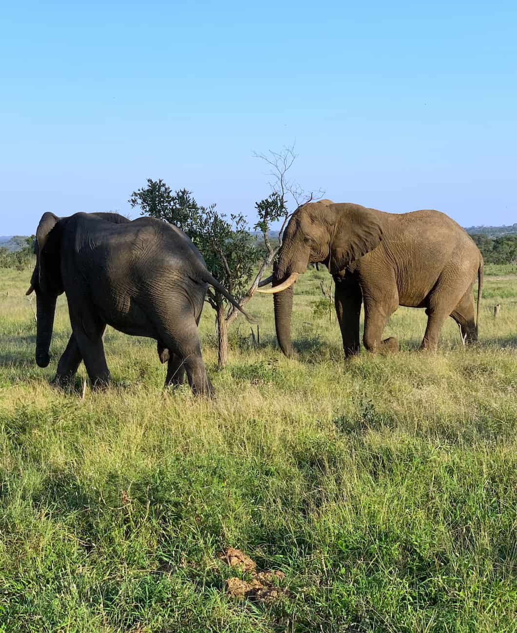 Manyeleti Game Reserve Manyeleti Game Reserve