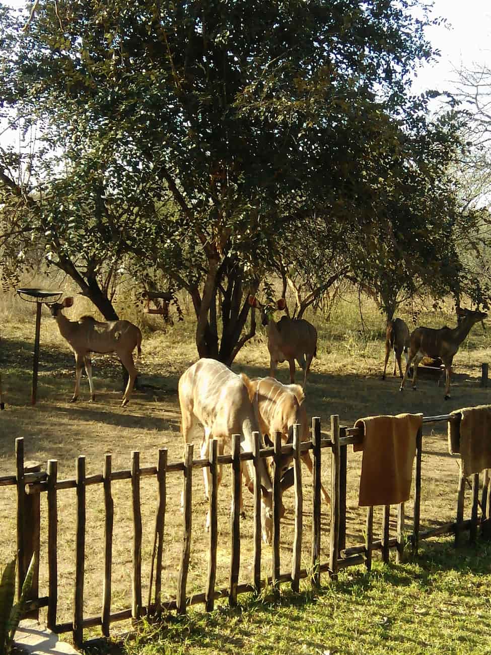 Marloth Park, Kruger Marloth Park, Kruger