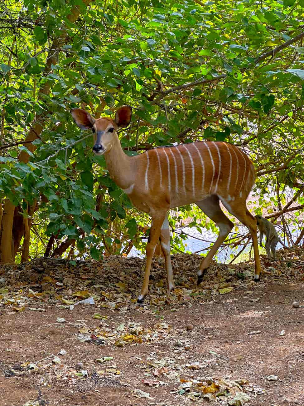 Northern Kruger & Pafuri Northern Kruger & Pafuri
