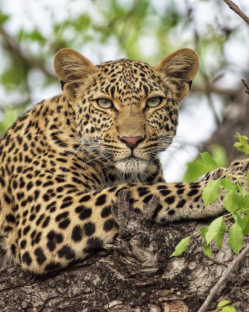 Sabi Sands Game Reserv, Kruger Sabi Sands Game Reserv, Kruger