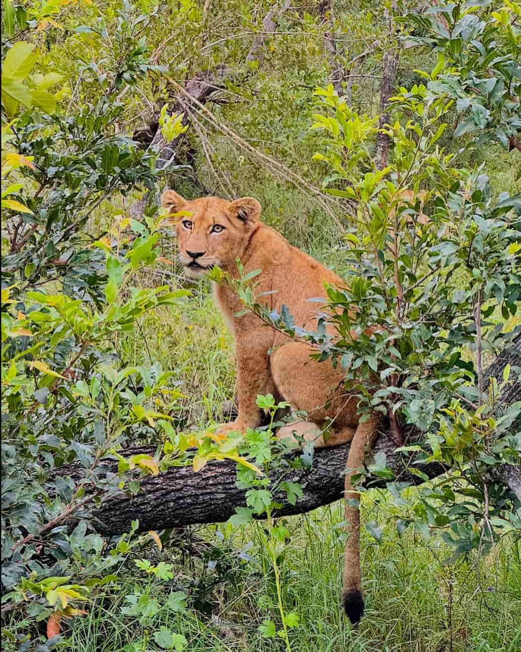 Sabi Sands Game Reserv, Kruger (5)