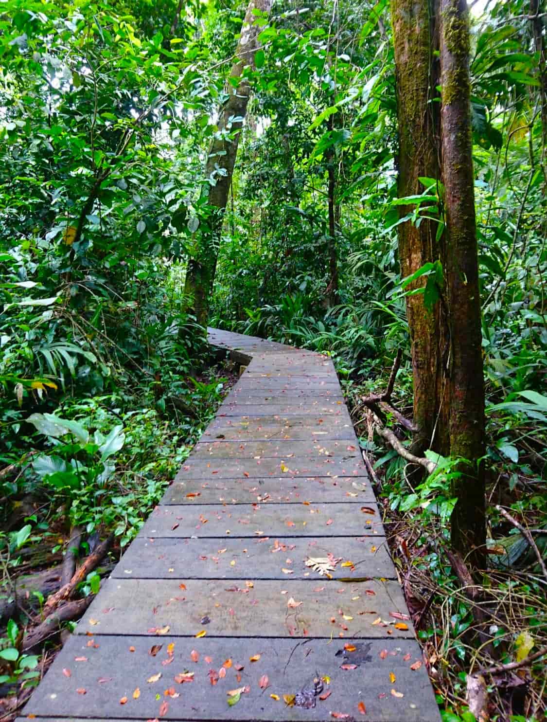 San Francisco de Tortuguero San Francisco de Tortuguero