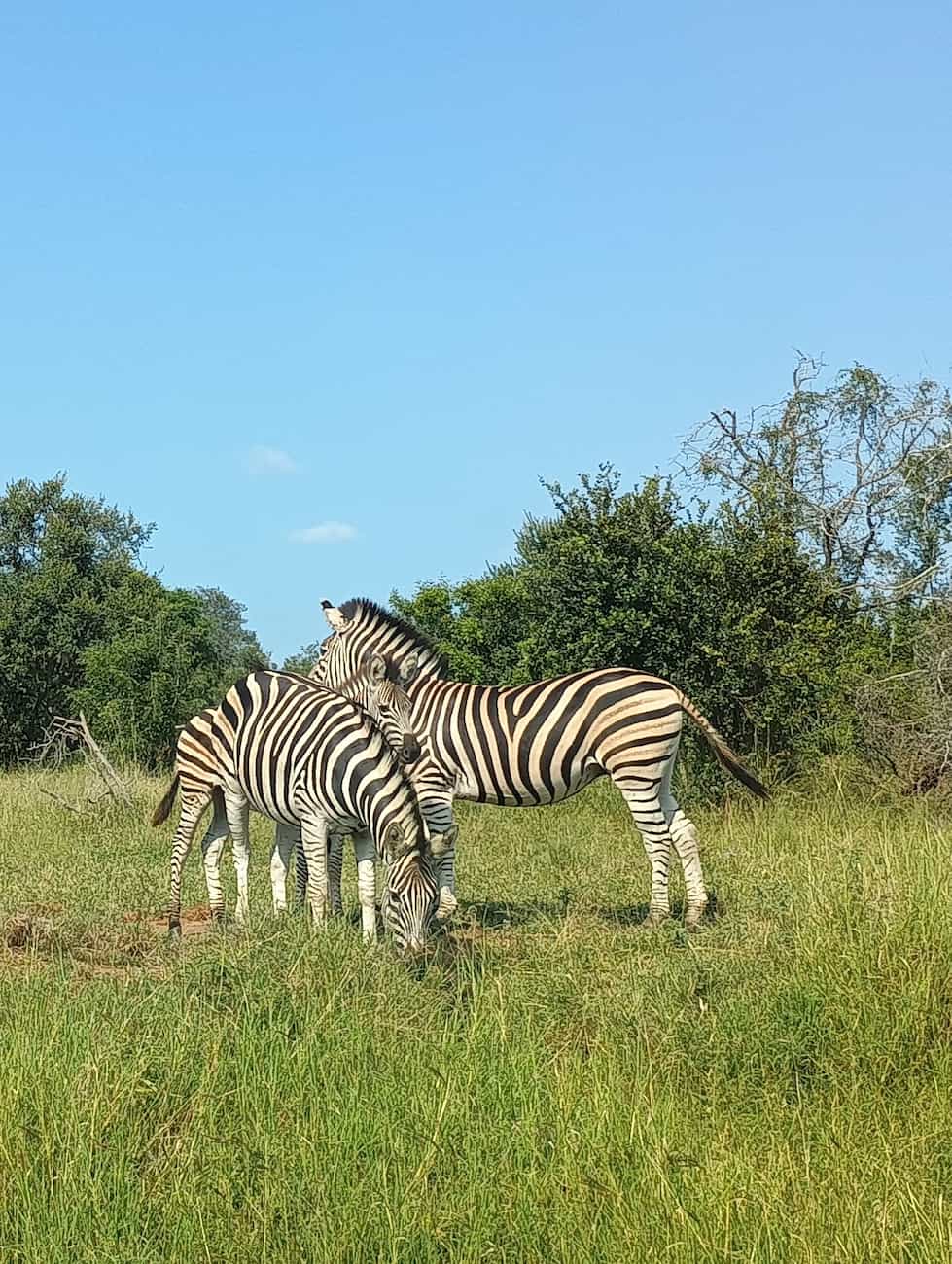 Skukuza Rest Camp, Kruger Skukuza Rest Camp, Kruger