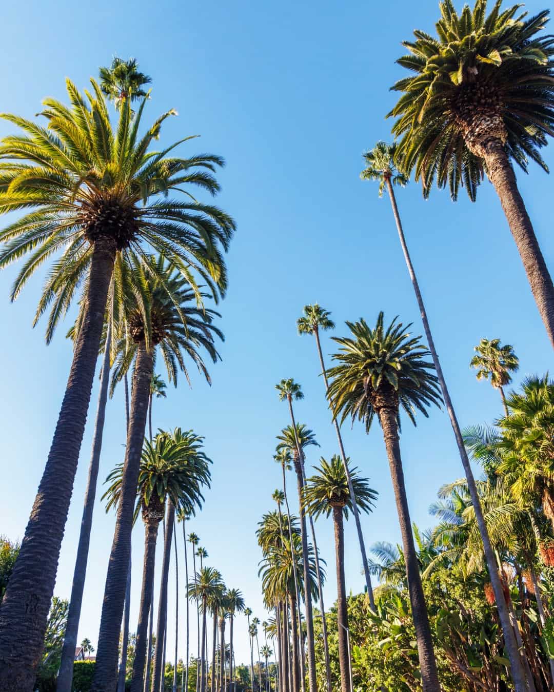 The Sunset Strip, West Hollywood The Sunset Strip, West Hollywood