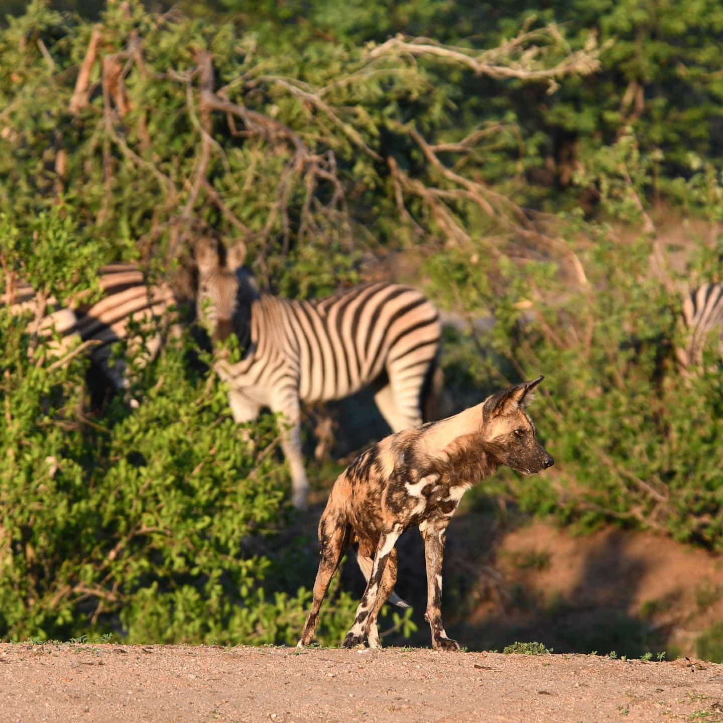 Timbavati Private Nature Reserve Timbavati Private Nature Reserve