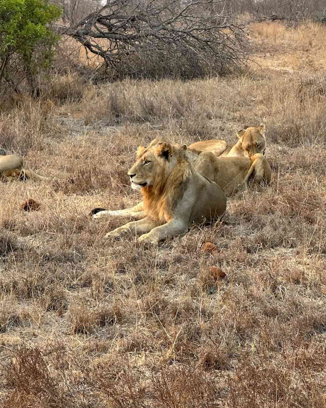 Timbavati Private Nature Reserve Timbavati Private Nature Reserve